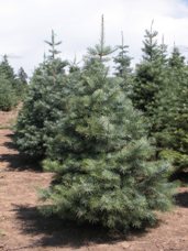 Concolor Fir